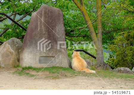 猫と石碑 猫と石碑 54519671