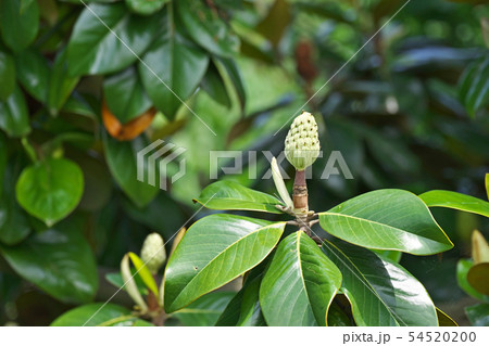 花後のタイサンボクのシベ 54520200