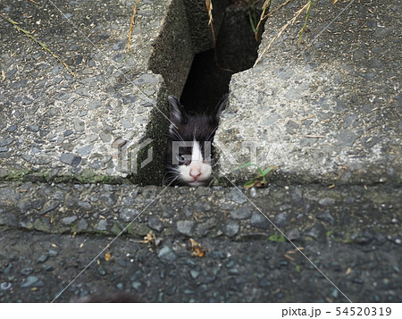 子猫・側溝・隙間・のぞく 54520319