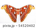 Atlas Moth isolated on white background 54520402