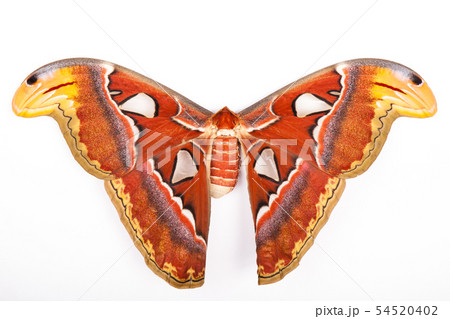 Atlas Moth isolated on white background Atlas Moth isolated on white background 54520402