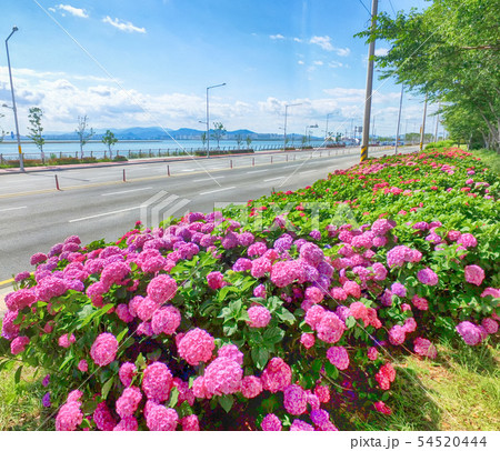 Suguk bigleaf hydrangea blooming in dadaepo, 54520444