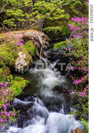 （栃木県）ミツバツツジ咲く、奥日光・竜頭の滝・上流部 54520650
