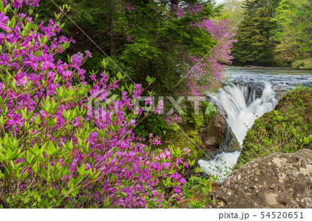 （栃木県）ミツバツツジ咲く、奥日光・竜頭の滝・上流部 54520651