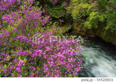（栃木県）ミツバツツジ咲く、奥日光・竜頭の滝・上流部 54520653
