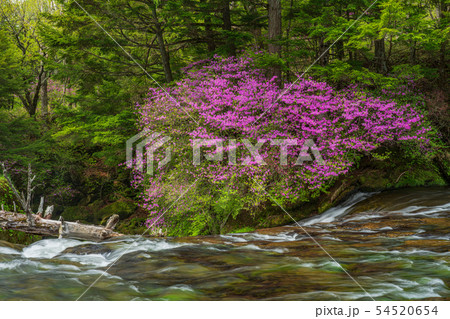 （栃木県）ミツバツツジ咲く、奥日光・竜頭の滝・上流部 54520654