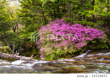 （栃木県）ミツバツツジ咲く、奥日光・竜頭の滝・上流部 54520655