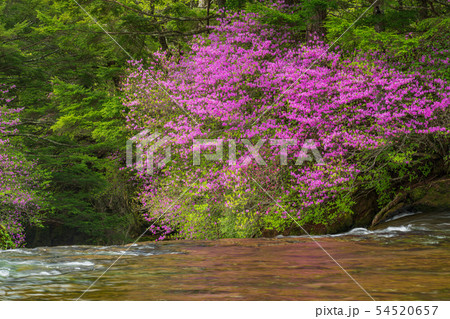 (栃木県)ミツバツツジ咲く、奥日光・竜頭の滝・上流部 (栃木県)ミツバツツジ咲く、奥日光・竜頭の滝・上流部 54520657