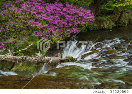 （栃木県）ミツバツツジ咲く、奥日光・竜頭の滝・上流部 54520666