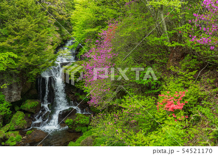 （栃木県）ミツバツツジ咲く、奥日光・竜頭の滝 54521170