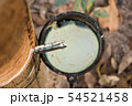 Tapping latex from a rubber tree 54521458