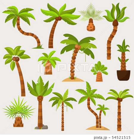 Palma palmaceous tropical tree with coconut or green exotic leafs and palmetto on tropic beach 54521515