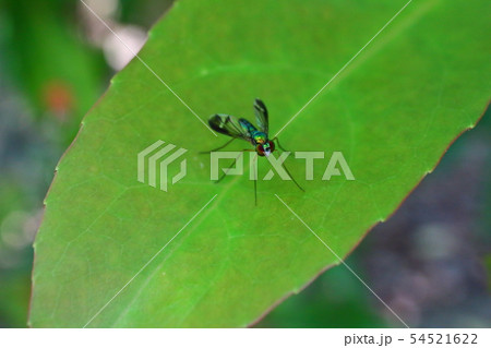葉っぱに止まるアシナガバエ 54521622