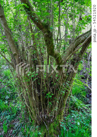 フサザクラ　　　　　長野県 54521920