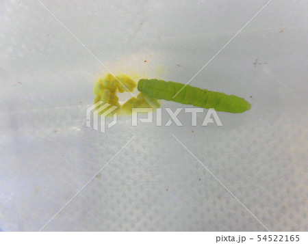 コマユバチ 54522165