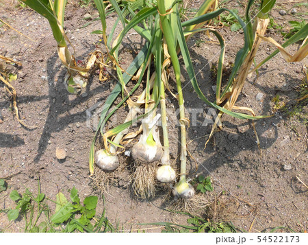 ニンニクの栽培 54522173