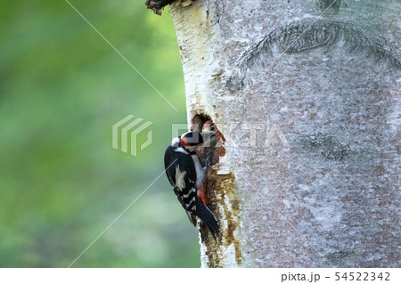 アカゲラ アカゲラ 54522342