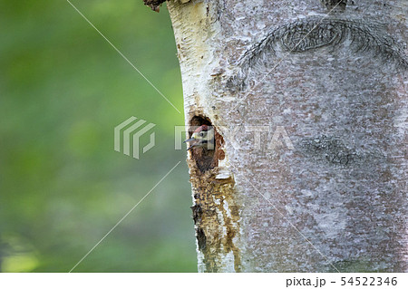 アカゲラ 54522346