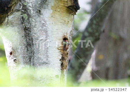 アカゲラ 54522347