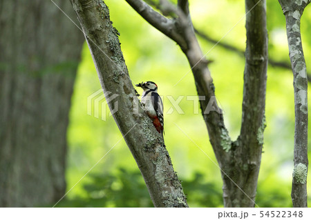 アカゲラ 54522348