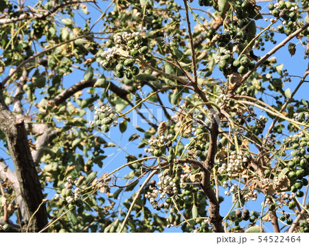 ナンキンハゼの実 54522464