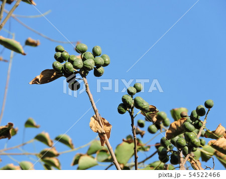 ナンキンハゼの実 ナンキンハゼの実 54522466