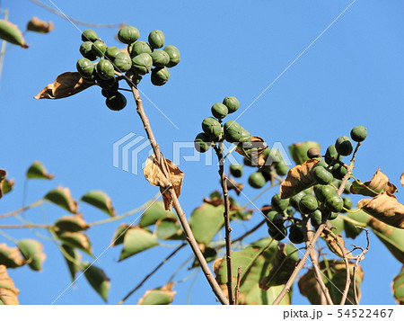 ナンキンハゼの実 54522467