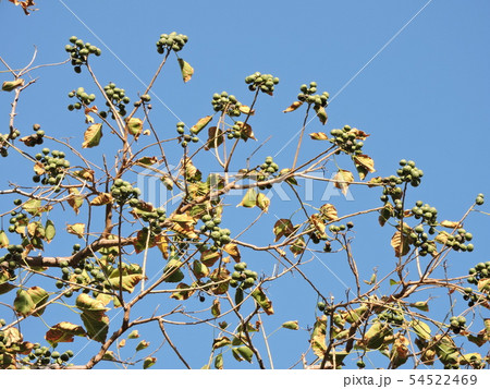 ナンキンハゼの実 54522469