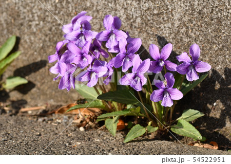 ノジスミレ 54522951