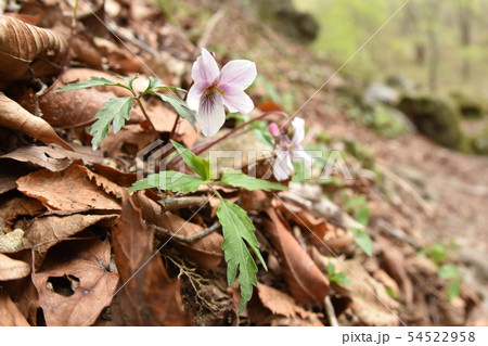 エイザンスミレ 54522958