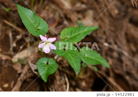 ヒナスミレ ヒナスミレ 54522961