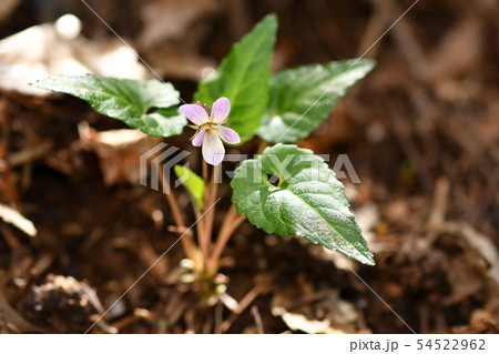 ヒナスミレ 54522962