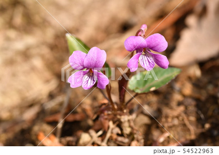 シハイスミレ 54522963