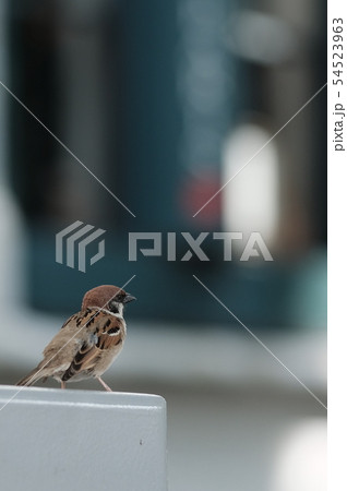 スズメ 54523963