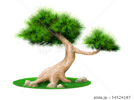 Decorative bonsai tree pine isolated 54524187