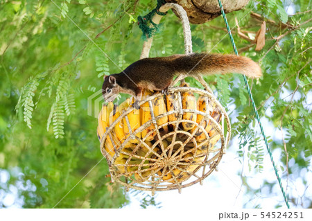 Squirrel on the tree trying to eat bananas and Squirrel on the tree trying to eat bananas and 54524251