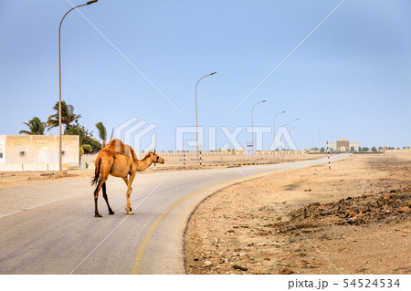 Camel on the road in Oman Camel on the road in Oman 54524534