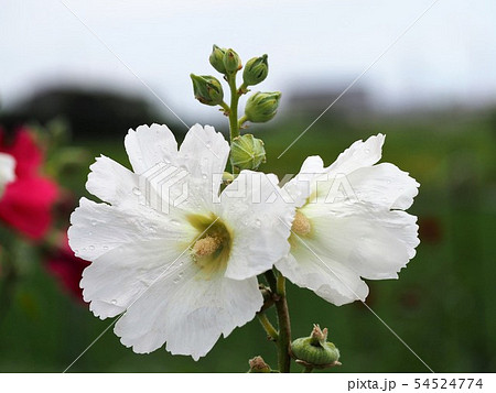 立葵の白い花 初夏の写真素材