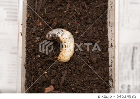 カブトムシ幼虫 54524935