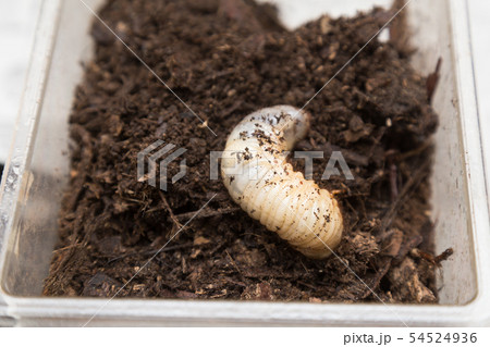 カブトムシ幼虫 54524936