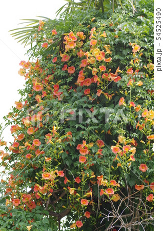 ノウゼンカズラの花 54525490