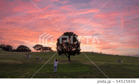 オリンピック公園 夕日 木 54525650