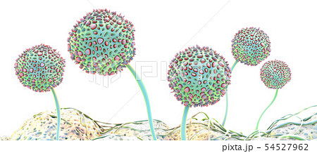 Microscopic image of growing molds or mold fungus 54527962