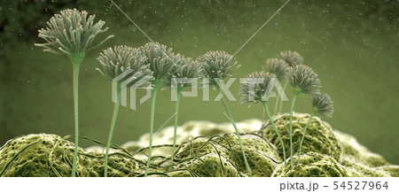 Microscopic image of growing molds or mold fungus 54527964