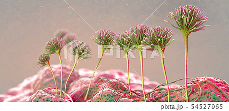 Microscopic image of growing molds or mold fungus 54527965