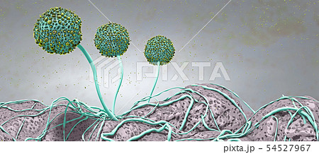 Microscopic image of growing molds or mold fungus 54527967
