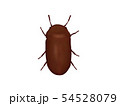 シバンムシ 54528079