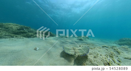 Flying gurnard Dactylopterus volitans dish 54528089