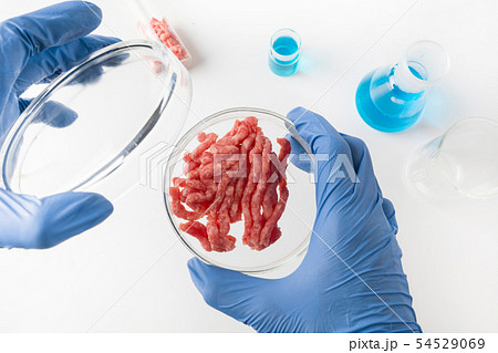 Artificial minced meat in Petri dish in hands Artificial minced meat in Petri dish in hands 54529069