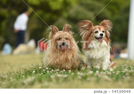 ミックス犬の写真素材